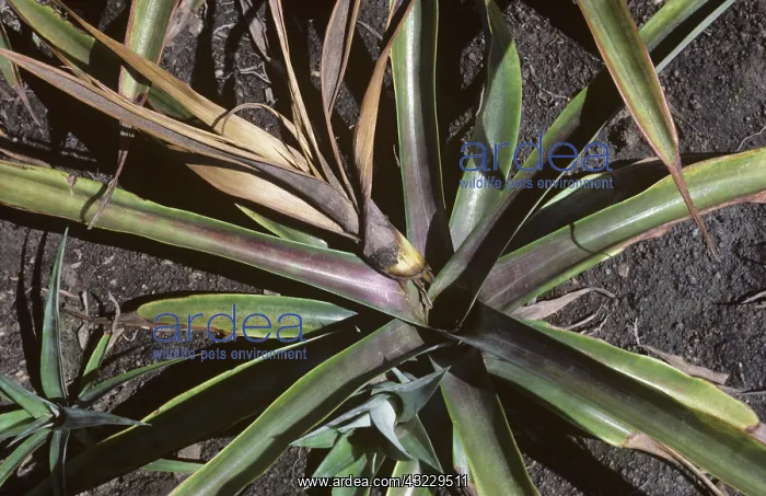  : Heart Rot damage to Pineapple plant