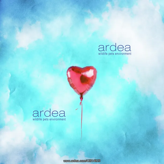 : Heart shaped Balloon : Heart shaped Balloon