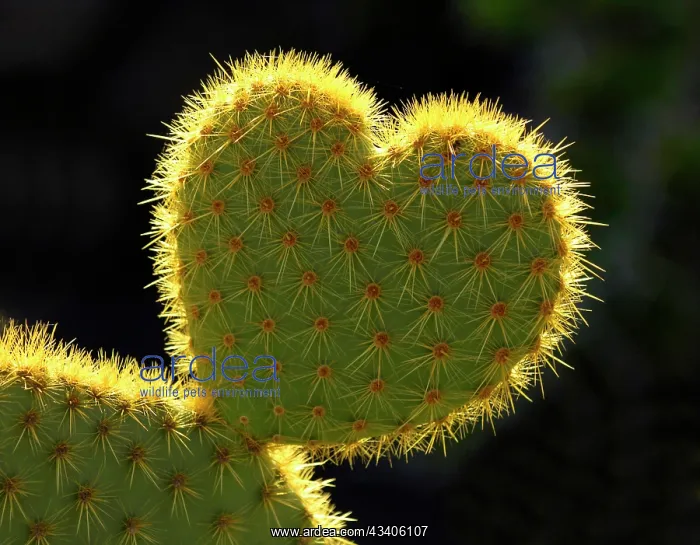 : Heart-shaped Cactus (Opuntia) : Heart-shaped Cactus (Opuntia)
