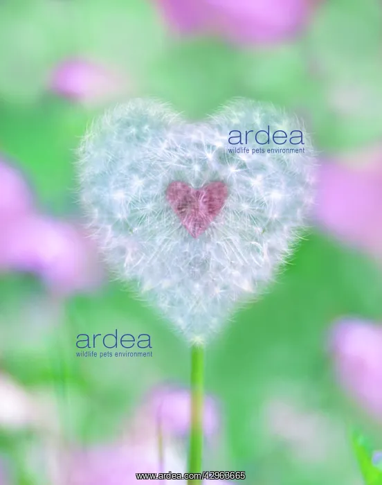 : Heart shaped Dandelion seed head with pink heart : Heart shaped Dandelion seed head with pink heart