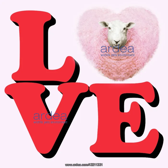  : Heart shaped ewe as the letter O the word Love