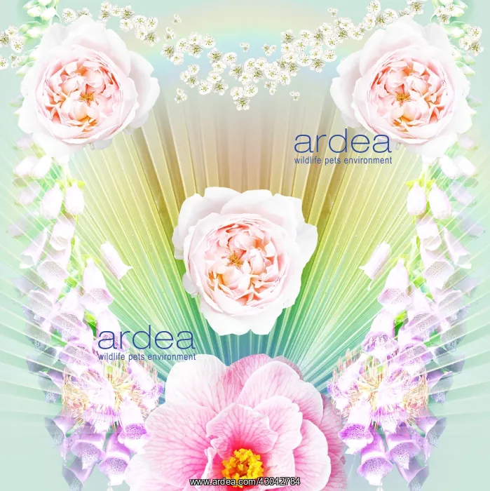 : Heart shaped flower pattern : Heart shaped flower pattern