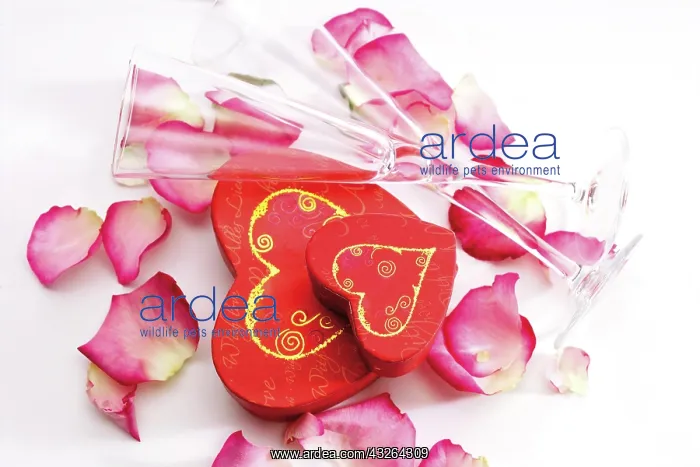 : Heart-shaped gift box with rose petals and champagne : Heart-shaped gift box with rose petals and champagne