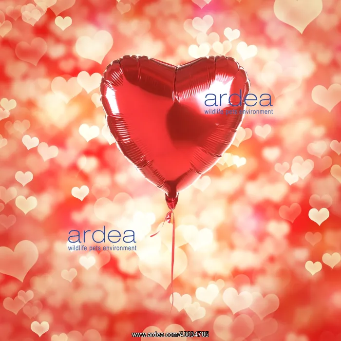 : Heart Shaped Hellium Balloon, Heart bokeh background : Heart Shaped Hellium Balloon, Heart bokeh background