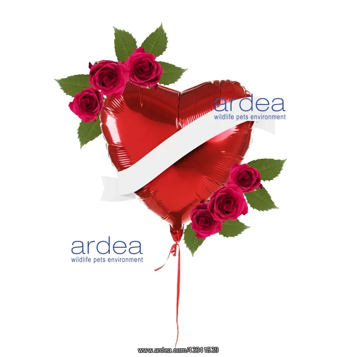 : Heart Shaped Hellium Balloon with rosses leaves : Heart Shaped Hellium Balloon with rosses leaves