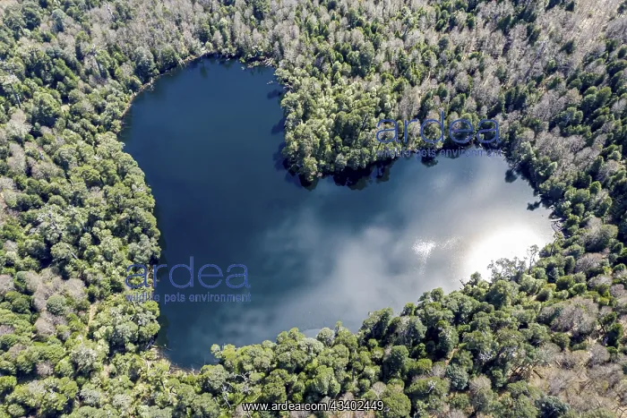 : Heart-shaped lake Laguna Corazon, near Liquine : Heart-shaped lake Laguna Corazon, near Liquine
