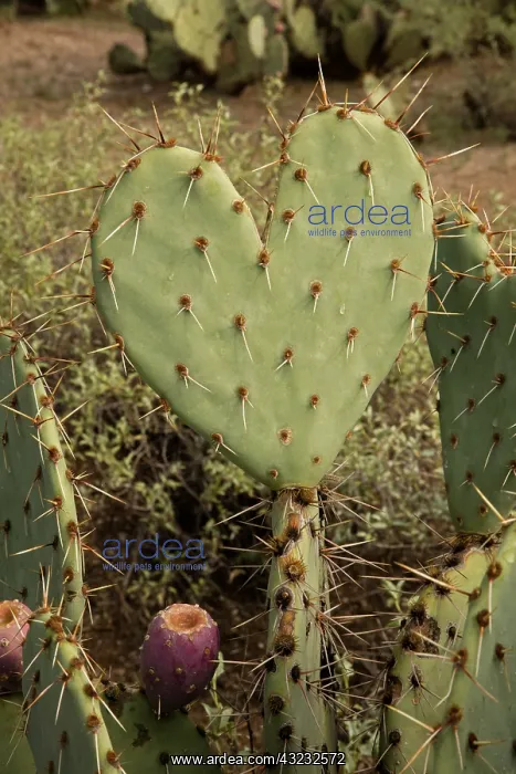 : Heart shaped prickly pear cactus pad, Opuntia : Heart shaped prickly pear cactus pad, Opuntia