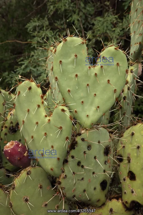  : Heart-shaped prickly pear, Opuntia spp