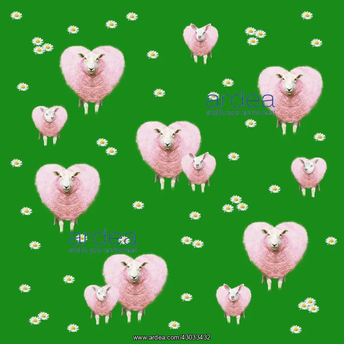: Heart shaped Sheep, adult & young pattern with : Heart shaped Sheep, adult & young pattern with