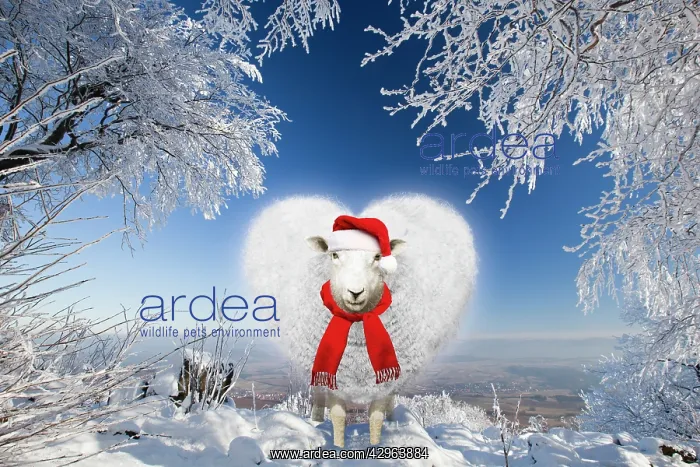 : Heart shaped sheep wearing Christmas hat under snow covered : Heart shaped sheep wearing Christmas hat under snow covered
