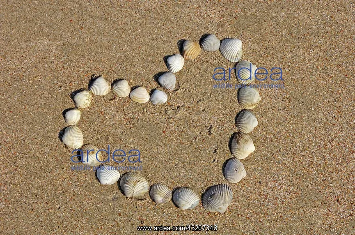 : Heart of shells on a beach : Heart of shells on a beach