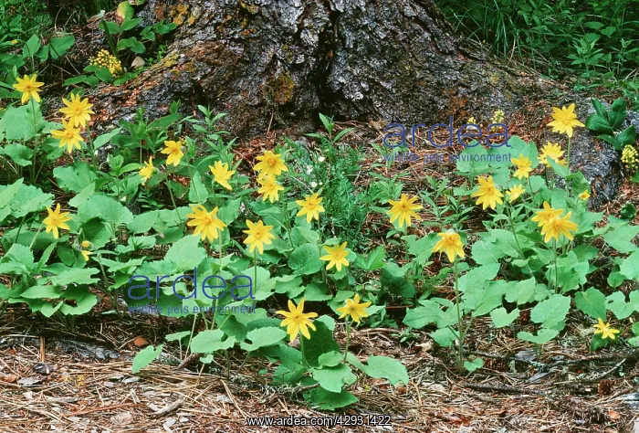 : Heartleaf ARNICA - wild flowers in the Centennial : Heartleaf ARNICA - wild flowers in the Centennial