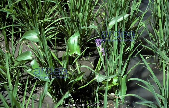 : Heartleaf False Pickerelweed in Rice Crop : Heartleaf False Pickerelweed in Rice Crop