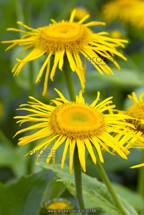 : Heartleaf Oxeye (Telekia speciosa) : Heartleaf Oxeye (Telekia speciosa)