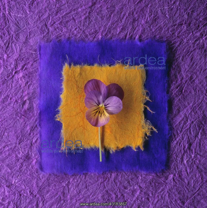 : Heart's ease, Viola tricolor, Graphic overhaed shot : Heart's ease, Viola tricolor, Graphic overhaed shot