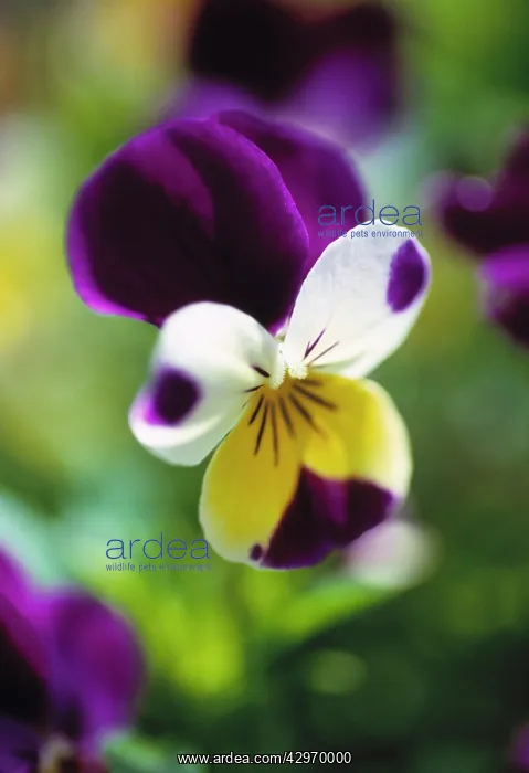 : Heartsease : Heartsease