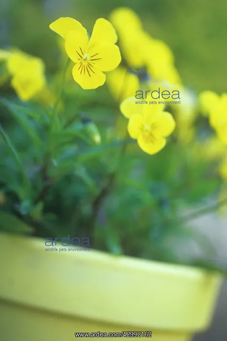 : Heartsease : Heartsease