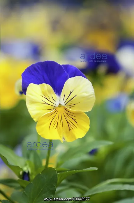 : Heartsease : Heartsease