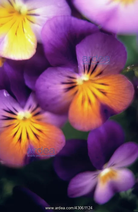 : Heartsease : Heartsease