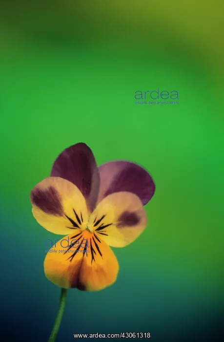 : Heartsease : Heartsease