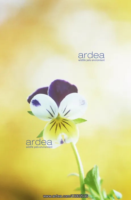 : Heartsease : Heartsease