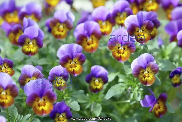 : Heartsease : Heartsease