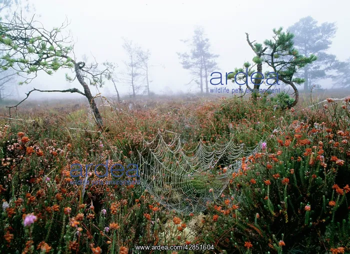 : HEATH - with dewy spiders web in Autumn : HEATH - with dewy spiders web in Autumn