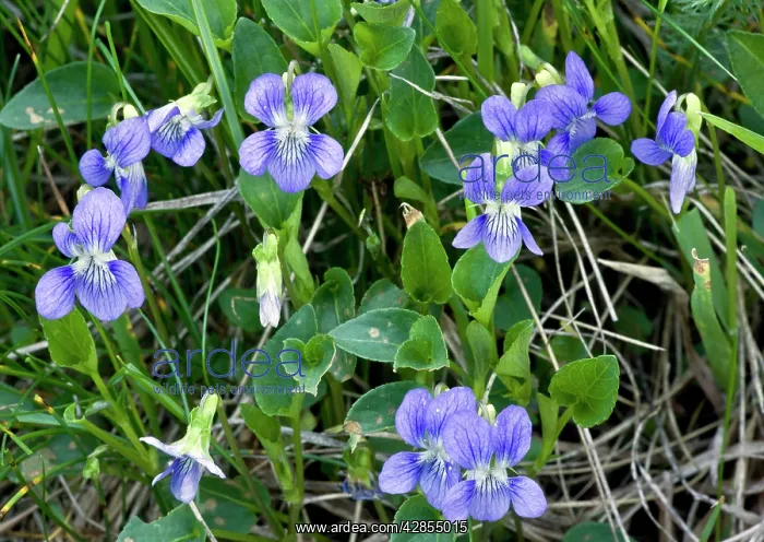 : Heath Dog-violet - in flower : Heath Dog-violet - in flower