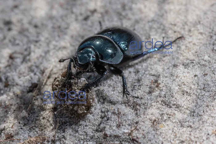 : Heath Dumble Dor or Heath Dor Beetles, Trypocopr : Heath Dumble Dor or Heath Dor Beetles, Trypocopr
