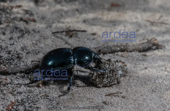 : Heath Dumble Dor or Heath Dor Beetles, Trypocopr : Heath Dumble Dor or Heath Dor Beetles, Trypocopr