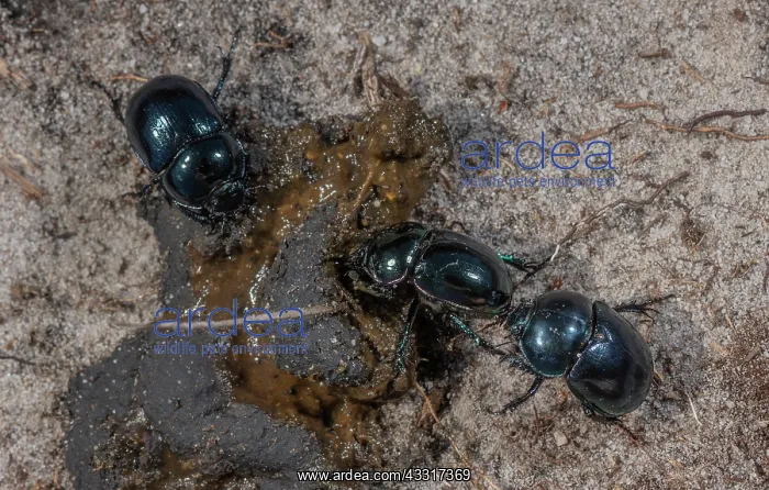 : Heath Dumble Dor or Heath Dor Beetles, Trypocopris : Heath Dumble Dor or Heath Dor Beetles, Trypocopris