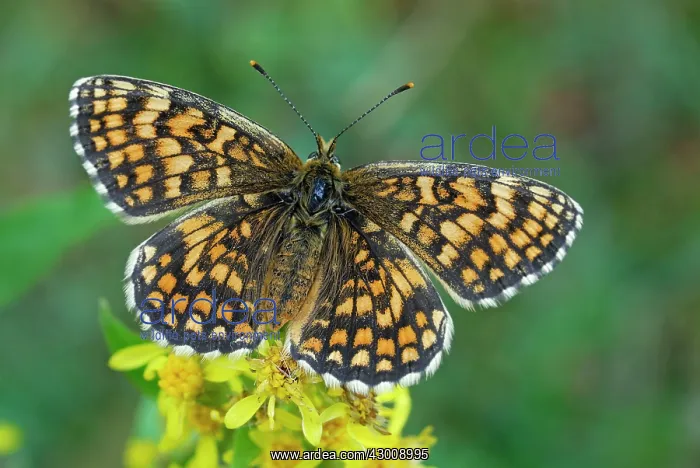 : Heath Fritillary : Heath Fritillary