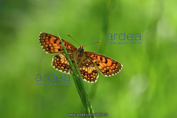 : Heath Fritillary : Heath Fritillary