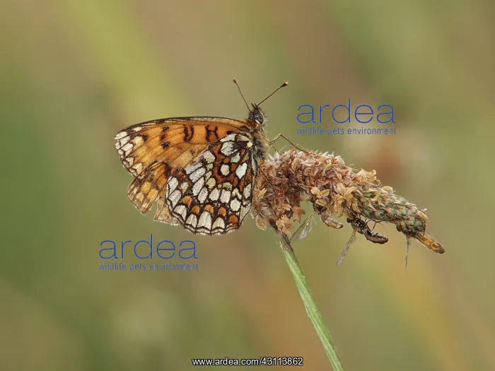 : Heath Fritillary : Heath Fritillary