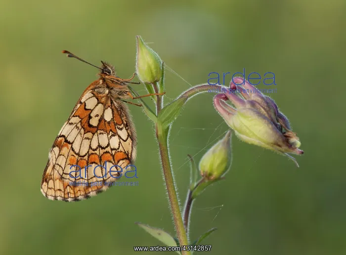 : Heath Fritillary : Heath Fritillary