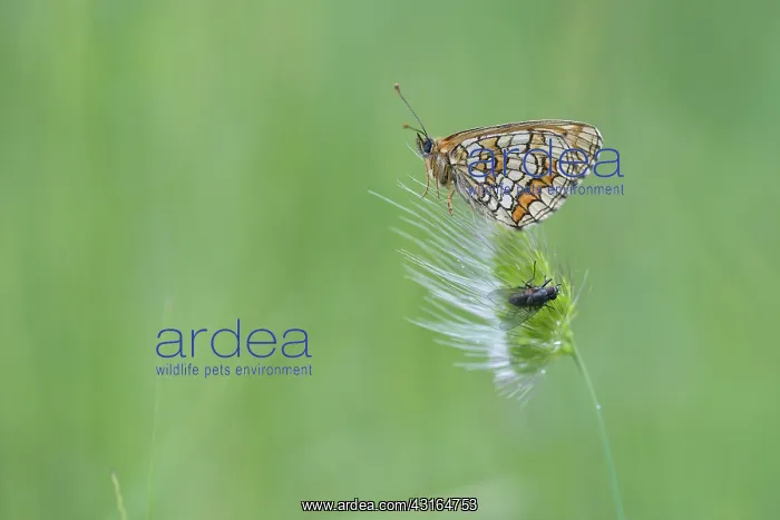 : Heath Fritillary : Heath Fritillary