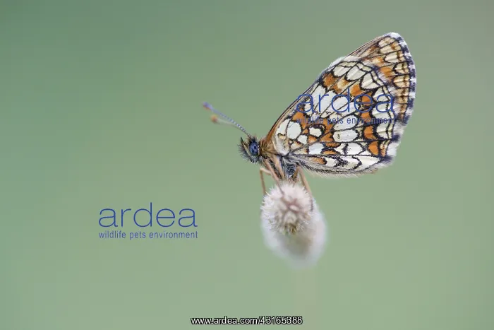 : Heath Fritillary : Heath Fritillary