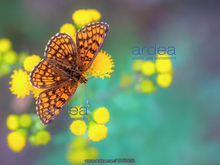 : Heath Fritillary : Heath Fritillary