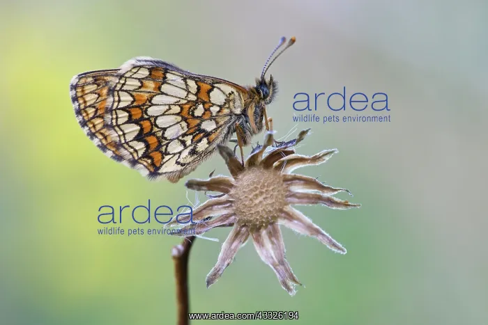 : Heath Fritillary : Heath Fritillary