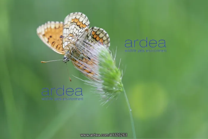 : Heath Fritillary : Heath Fritillary