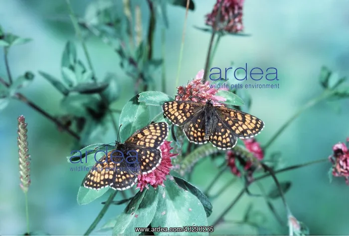 : Heath Fritillary Butterflies - pair on clover : Heath Fritillary Butterflies - pair on clover
