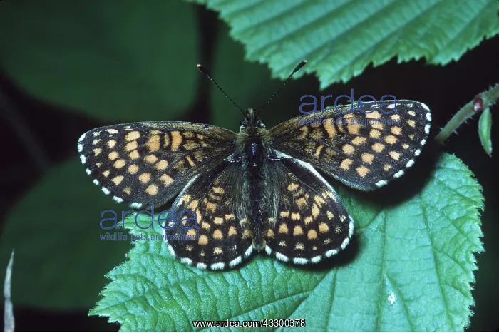 : Heath Fritillary Butterfly : Heath Fritillary Butterfly