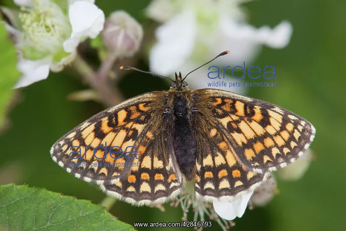 : Heath Fritillary Butterfly - on bramble : Heath Fritillary Butterfly - on bramble