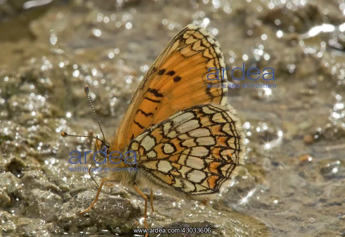 : Heath Fritillary Butterfly male mud-puddling in : Heath Fritillary Butterfly male mud-puddling in