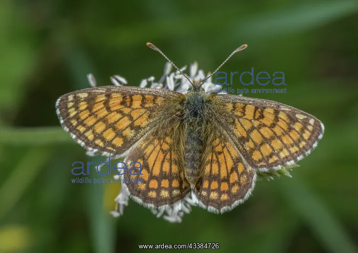 : Heath Fritillary, Melitaea athalia, basking in May sunshine : Heath Fritillary, Melitaea athalia, basking in May sunshine