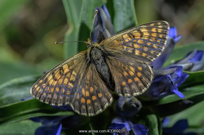 : Heath Fritillary, Melitaea athalia, settled on C : Heath Fritillary, Melitaea athalia, settled on C