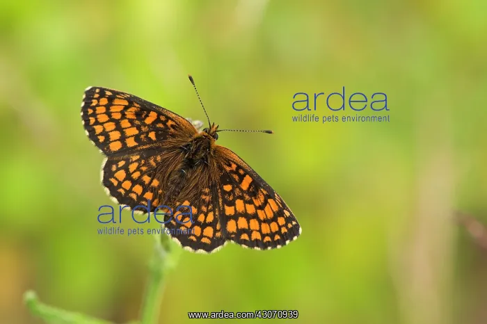 : Heath Fritillary (Mellicta athalia). B ckebo, Sweden : Heath Fritillary (Mellicta athalia). B ckebo, Sweden