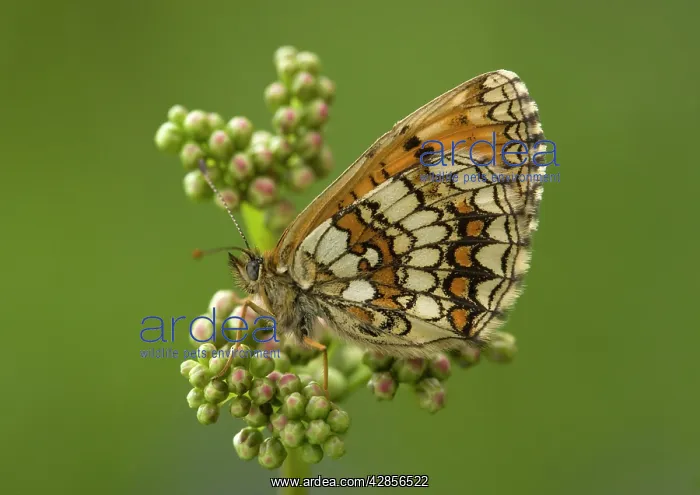 : Heath Fritillary, at rest - side view : Heath Fritillary, at rest - side view