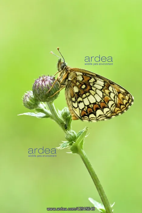 : Heath Fritillary - Resting on plant : Heath Fritillary - Resting on plant