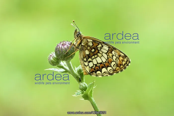 : Heath Fritillary - Resting on plant : Heath Fritillary - Resting on plant